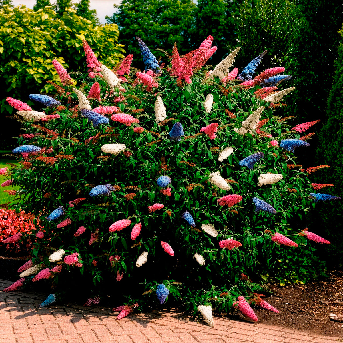 Arbre à papillons tricolore - Willemse