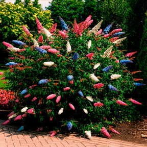 Arbre à papillons tricolore - Willemse