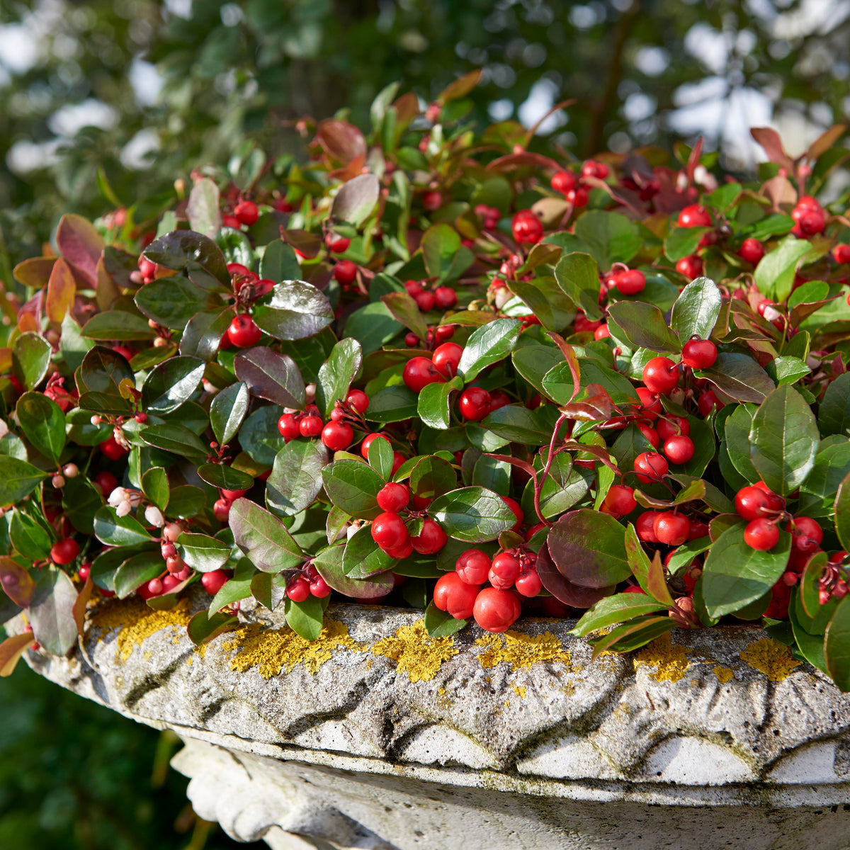 Gaultheria procumbens Big Berry - Willemse
