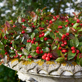 Gaultheria procumbens Big Berry - Gaultheria procumbens big berry - Arbustes