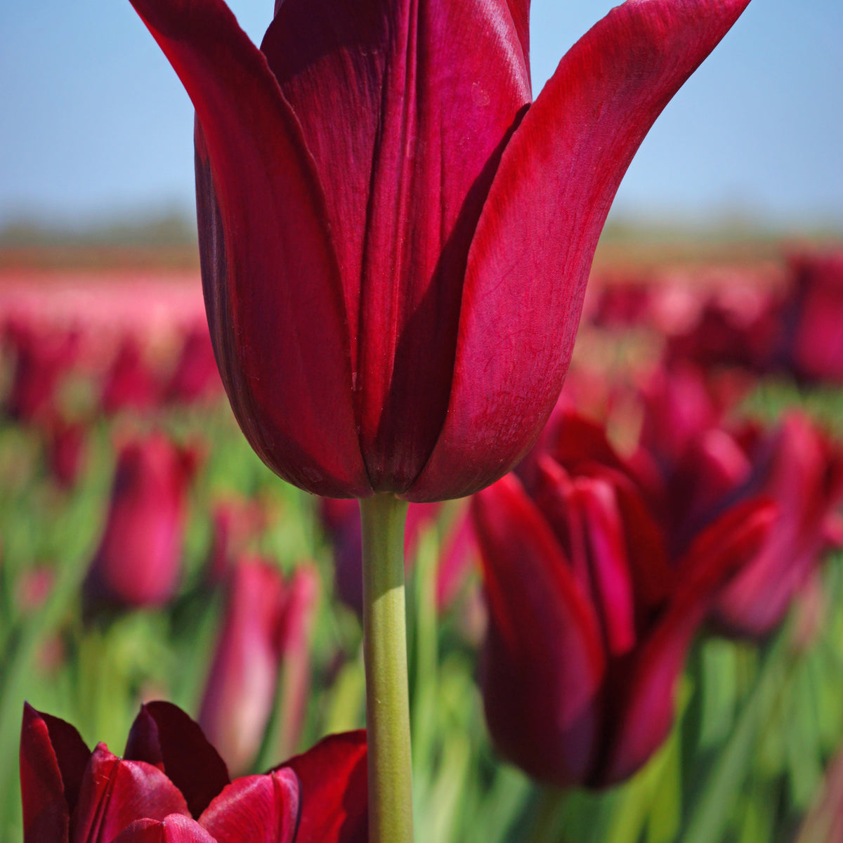 8 Tulipes Merlot - Tulipa merlot - Willemse