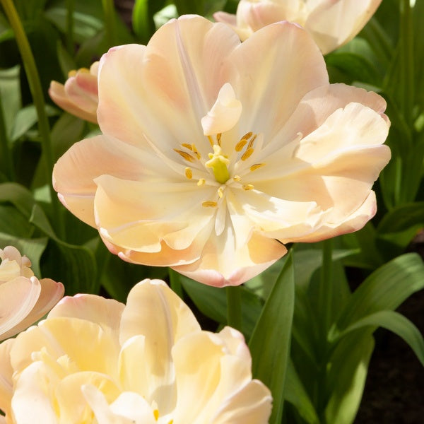8 Tulipes Crème Upstar - Willemse