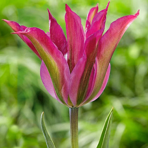 Tulipe Purple Dance - Willemse