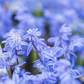 Bulbes à fleurs - Scille de Sibérie - Scilla - Scilla siberica