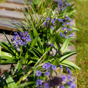2 Scilles du Pérou - Scilla - Willemse