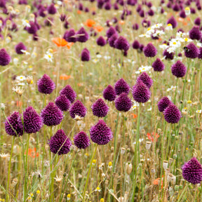 25 Alliums à tête ronde - Willemse