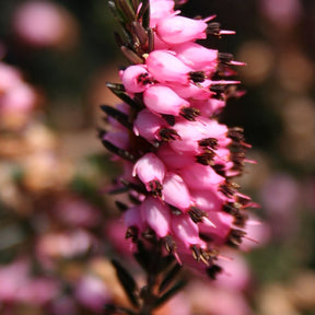 3 Bruyères d'hiver roses - Erica carnea - Willemse