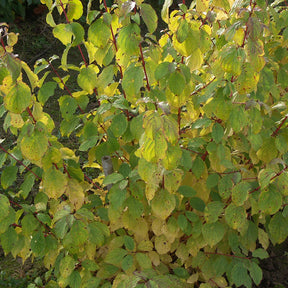 Cornouiller fluo Winter Flame - Cornus sanguinea winter flame ® ‘anny’ - Plantes