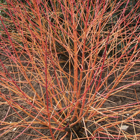 Cornouiller fluo Winter Flame - Cornus sanguinea winter flame ® ‘anny’ - Arbustes