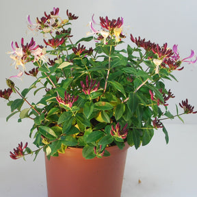 Chèvrefeuille arbustif Chic et Choc ® - Lonicera periclymenum chic & choc ® 'inov205' - Willemse