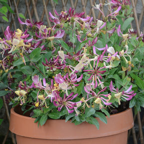 Lonicera periclymenum chic & choc ® 'inov205' - Chèvrefeuille arbustif Chic et Choc ® - Arbustes couvre-sol