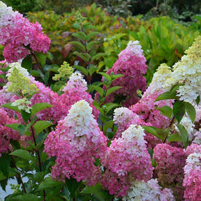 Vente Hortensia paniculé Fraise Melba® Renba - Hydrangea paniculata fraise melba ® ‘renba’