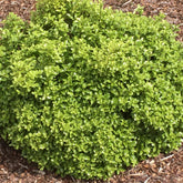 Pittosporum Golf Ball - Willemse