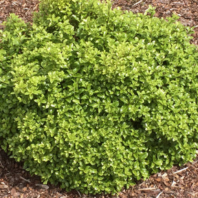 Pittosporum Golf Ball - Willemse