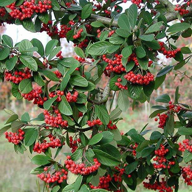 Cotoneaster Lacteus - Cotoneaster lacteus - Plantes