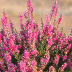 Bruyères - Bruyère d'été Darkness Callune Darkness - Calluna vulgaris darkness