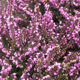 Bruyère d'hiver Spring Surprise - Willemse