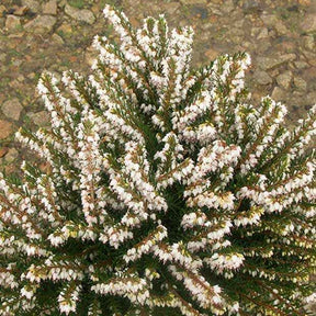 Bruyère d'hiver - Bruyère d'hiver White Glow - Erica darleyensis white glow