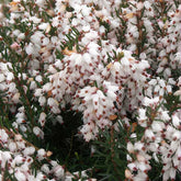 Bruyère d'hiver Silberschmelze - Willemse