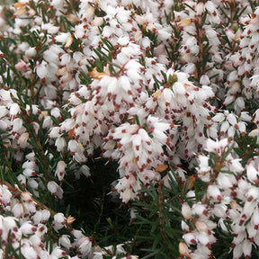 Bruyère d'hiver Silberschmelze - Erica darleyensis silberschmelze - Willemse