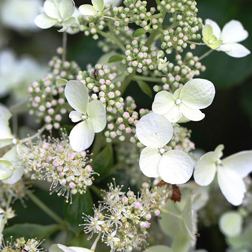 Hortensia paniculé White Lady - Hydrangea paniculata white lady - Plantes