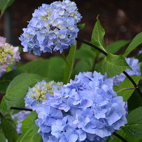 Hortensia So Long® Ebony Monmar - Hydrangea macrophylla so long ® ebony 'monmar' - Willemse