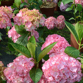 Hortensia So Long® Sunny - Willemse