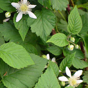 Mûre-framboise Bounty Berry - Rubus fruticosus tayberry bounty berry 'yantay' - Plantes