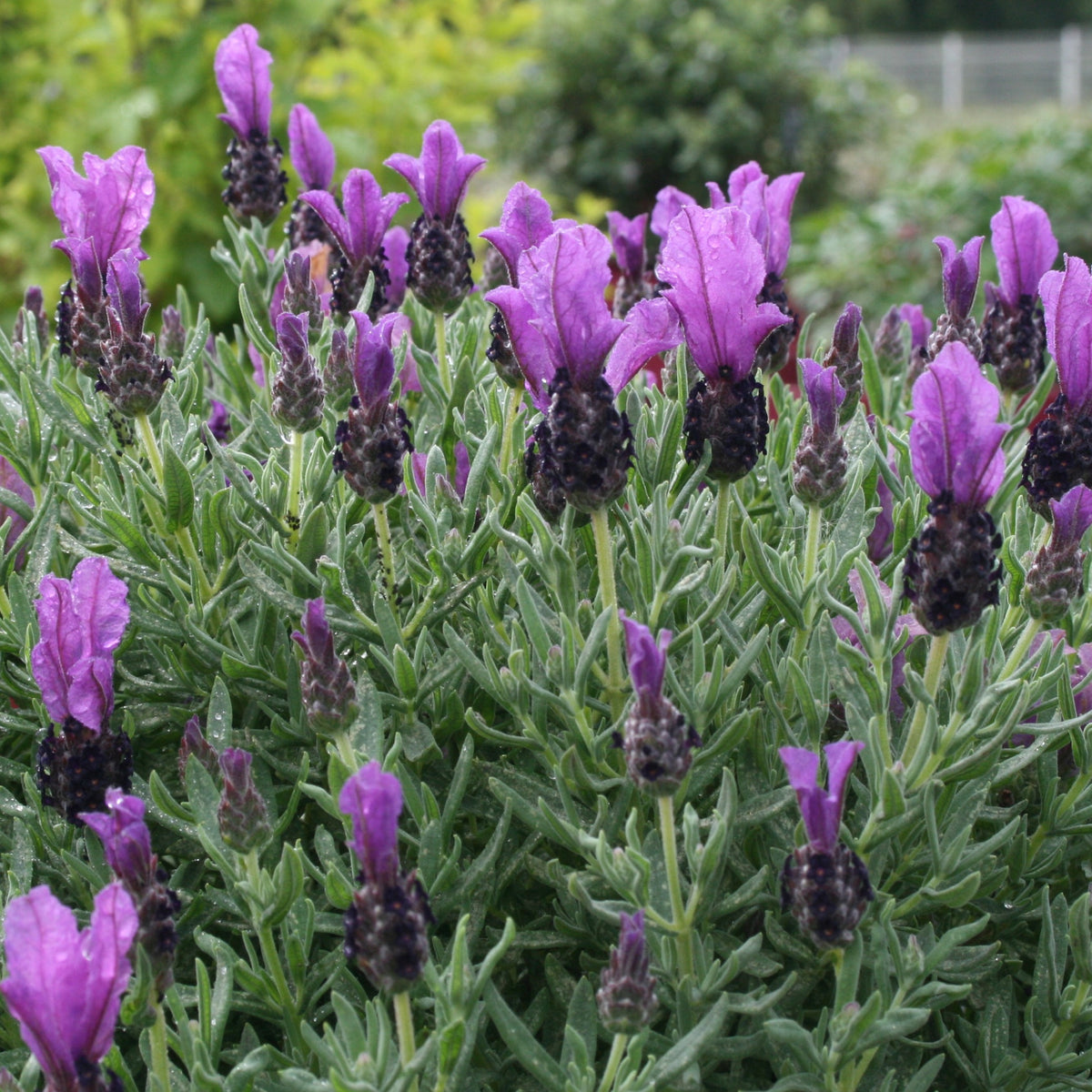 Lavande papillon MAGICAL® POSY PURPLE - Lavandula stoechas magical® posy purple 'kolma pop - Plantes