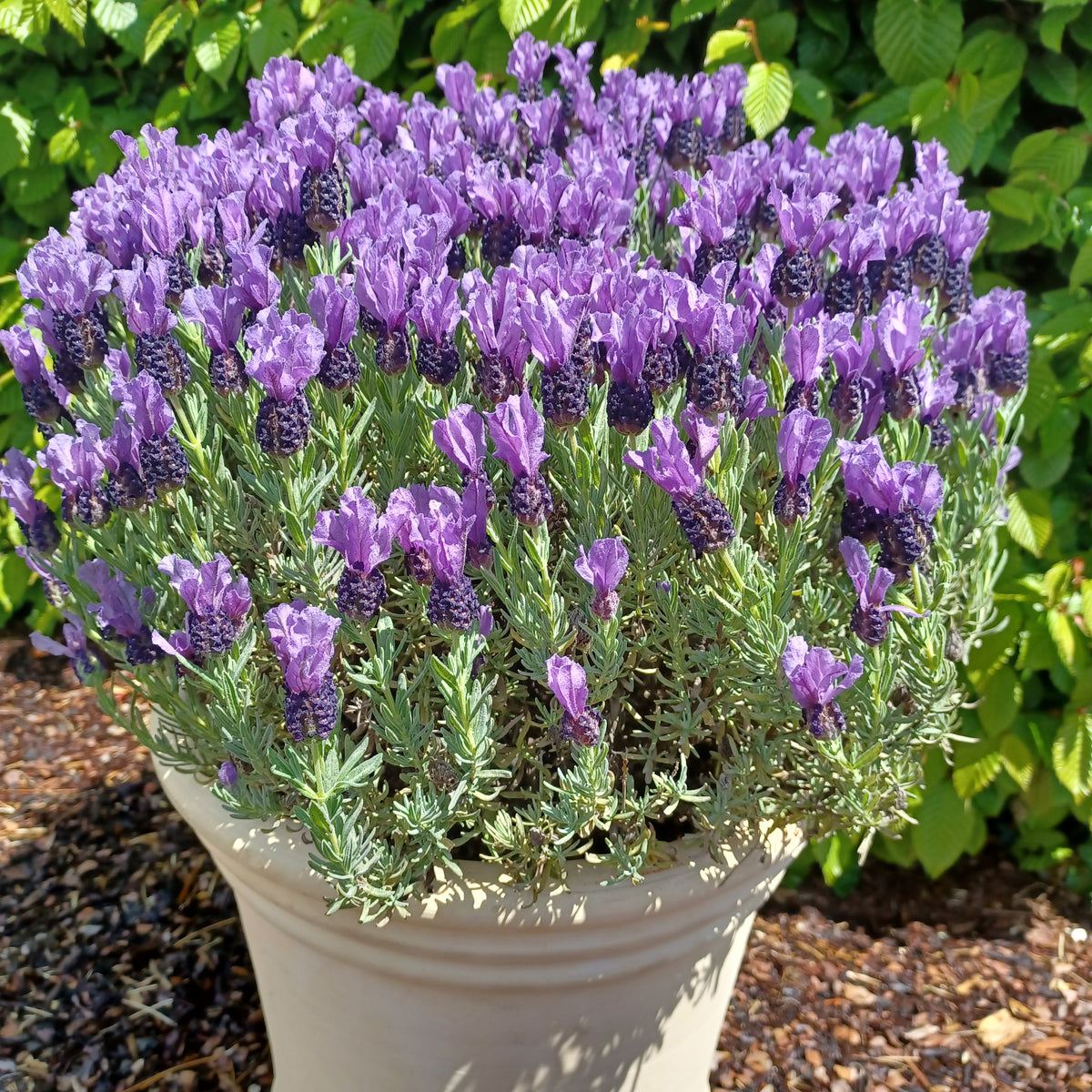 Lavande papillon MAGICAL® POSY PURPLE - Lavandula stoechas magical® posy purple 'kolma pop - Plantes vivaces