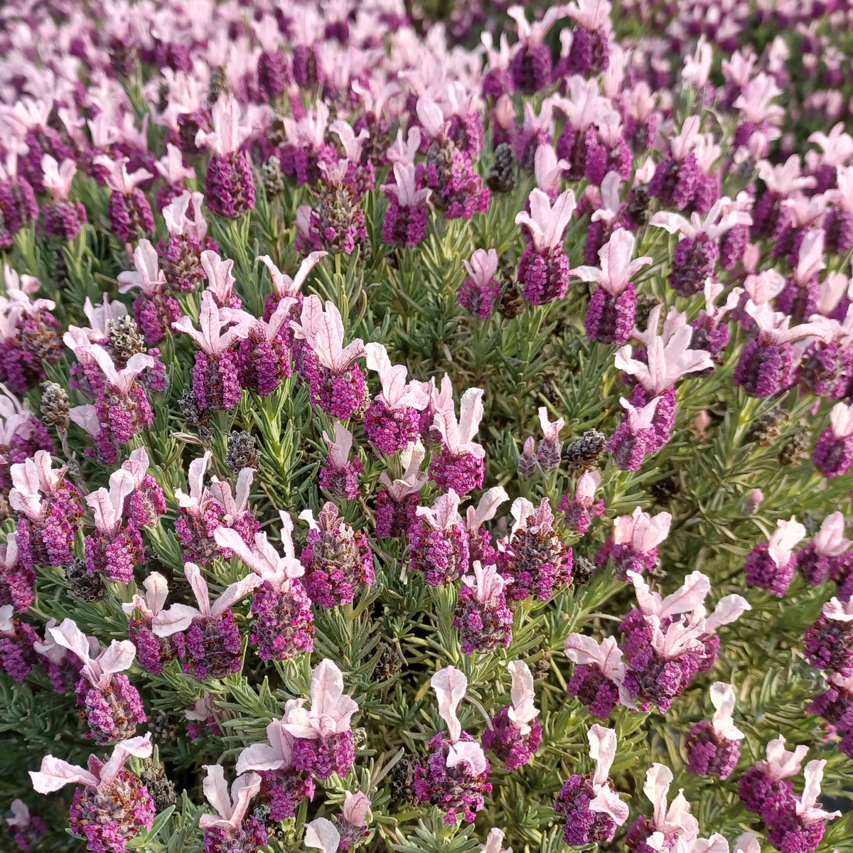 Lavande papillon MAGICAL® POSY PINK - Lavandula stoechas magical® posy pink 'kolmapopi' - Plantes vivaces