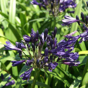 Agapanthe PITCHOUNE ® Violet - Agapanthus x pitchoune ® violet 'mill04' - Willemse