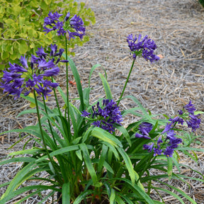 Agapanthus x pitchoune ® violet 'mill04' - Agapanthe PITCHOUNE ® Violet - Agapanthes