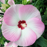 Hibiscus Fujin® - Willemse