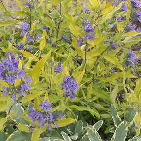 Caryopteris Worcester Gold - Willemse