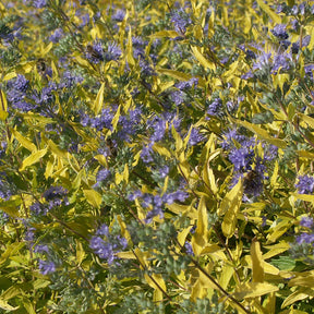 Caryopteris Worcester Gold - Caryopteris clandonensis  worcester gold - Willemse