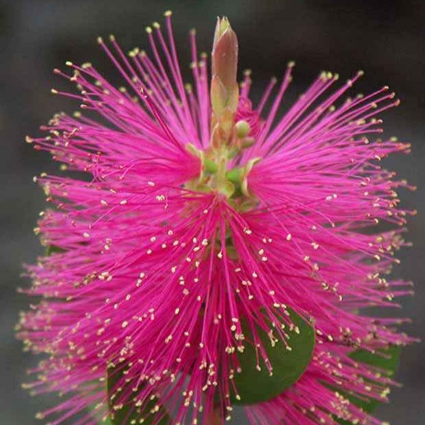 Rince-bouteille - Callistemon - Callistemon Hot Pink - Rince-bouteille rose - Callistemon viminalis Hot Pink