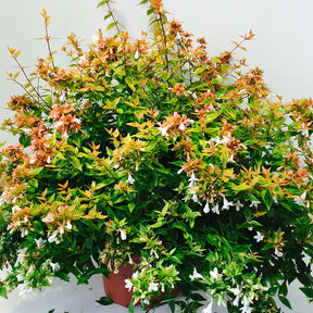 Abélia Kaleidoscope - Abelia grandiflora kaleidoscope - Willemse