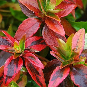 Abelia - Abélia Kaleidoscope - Abelia grandiflora kaleidoscope