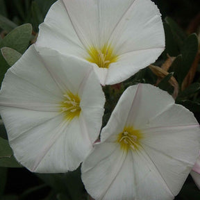 Convolvulus cneorum - Liseron de Turquie Liseron arbustif Liseron argenté - Arbustes à feuillage persistant