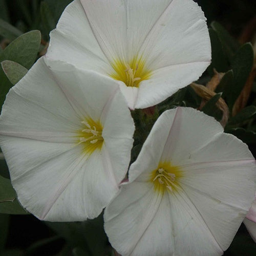 Convolvulus cneorum - Liseron de Turquie Liseron arbustif Liseron argenté - Arbustes à feuillage persistant