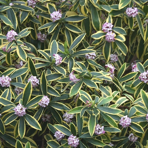 Daphné odorant Marianni® Rogbret - Willemse