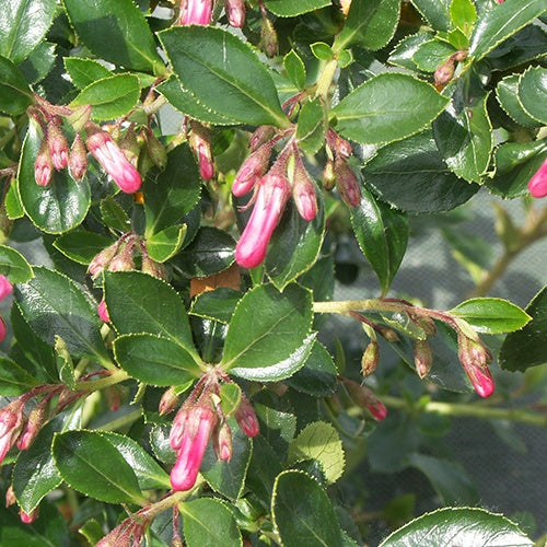 Escallonia Donard Radiance - Willemse