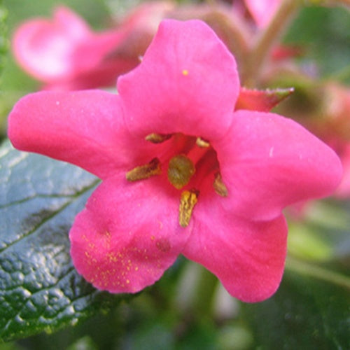 Escallonia Donard Radiance - Escallonia  donard radiance - Willemse