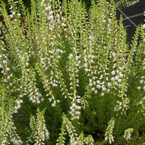 Bruyère d'été Alicia Callune Alicia - Willemse