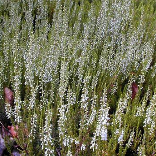 Bruyère d'été Elegant Pearl - Willemse