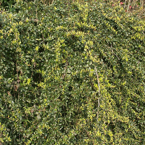 Pyracantha Alexander Pendula® Renolex Buisson ardent Alexander Pendul - Willemse