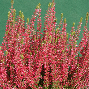 Bruyère d'été Aphrodite Callune Aphrodite - Willemse