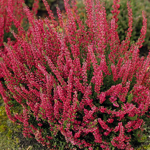 Bruyère d'été Aphrodite Callune Aphrodite - Calluna vulgaris aphrodite - Willemse
