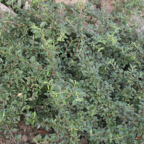 Cotonéaster Saphyr® Green Belka - Willemse